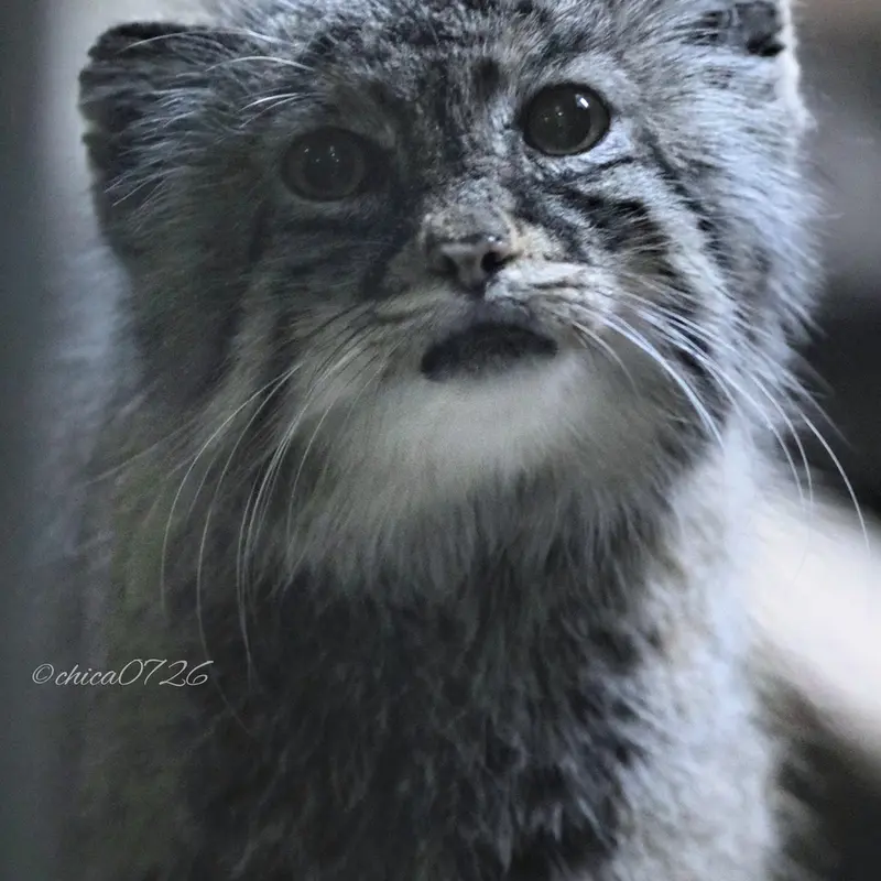 Фотография Юс в Зоопарке Уено