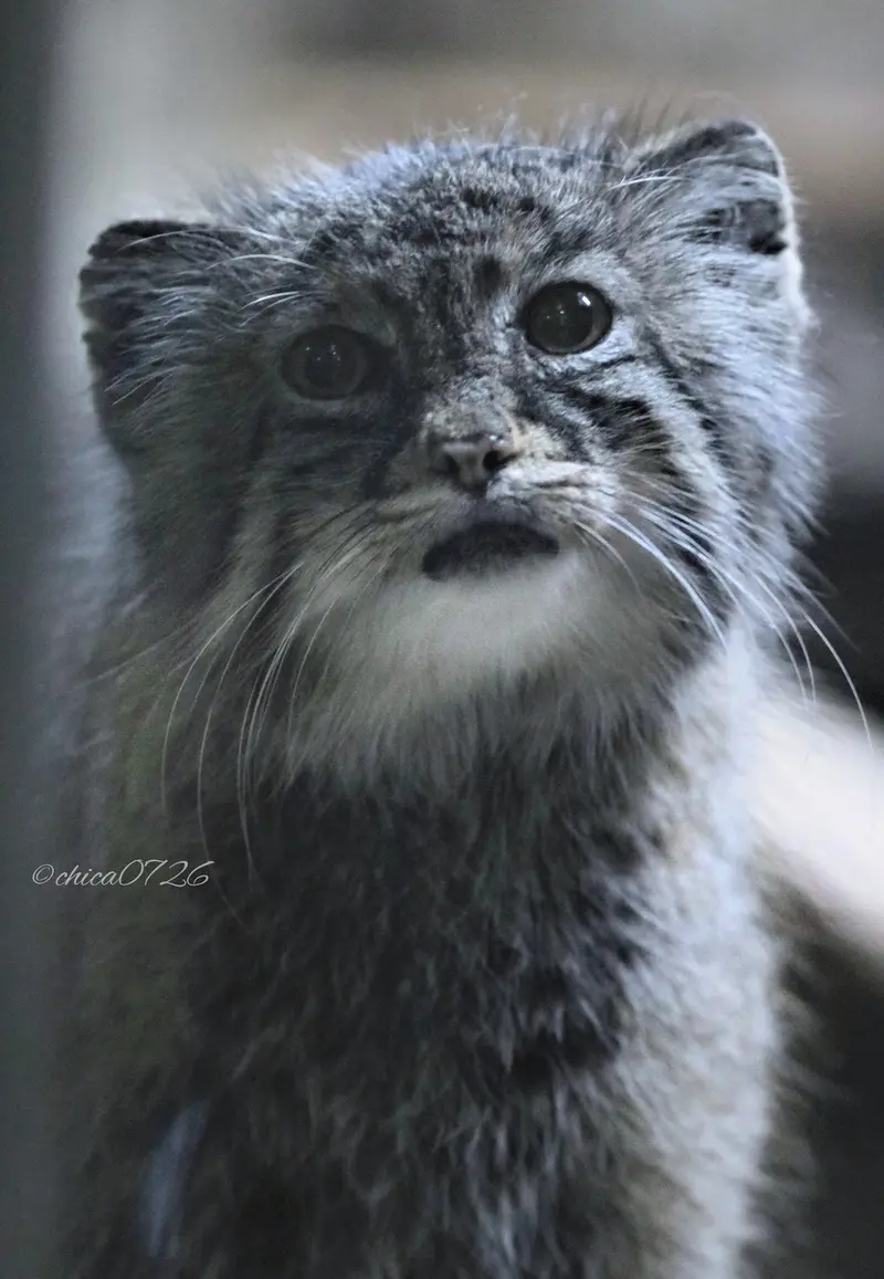 Фотография Юс в Зоопарке Уено