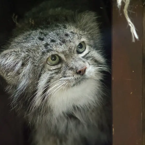 Фотография Клёна в Зоопарке Уено