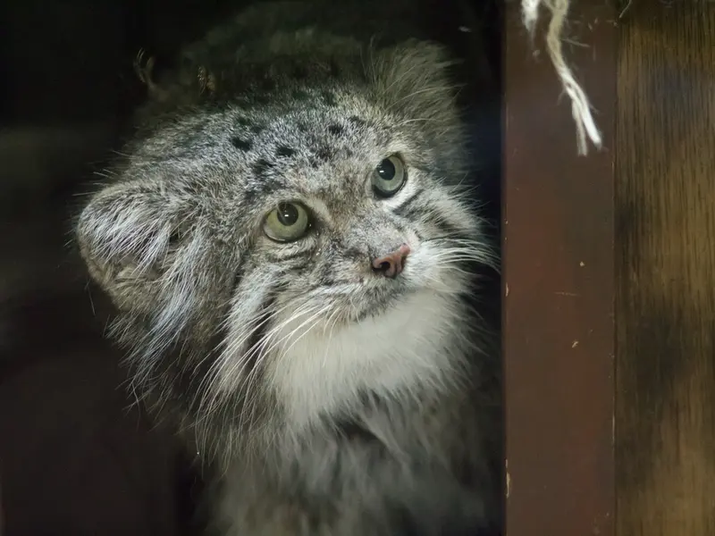 Фотография Клёна в Зоопарке Уено