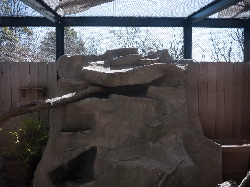 Фотография с манулом