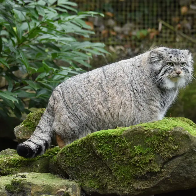 Фотография с манулом в Роттердамском Зоопарке