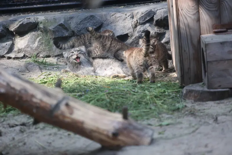 Фотография Айши, Зары, Драчуна, Дерсу, и Алтая в Новосибирском Зоопарке