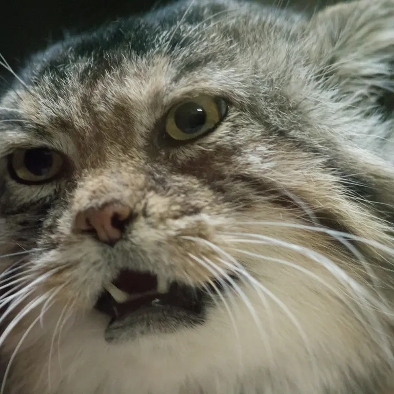 Фотография Примулы в Зоопарке Уено