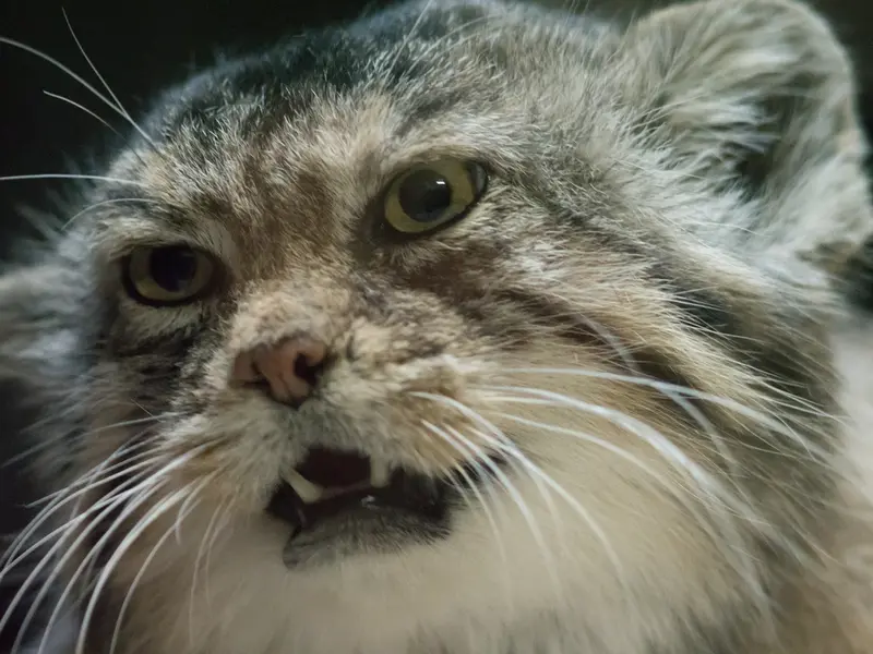 Фотография Примулы в Зоопарке Уено