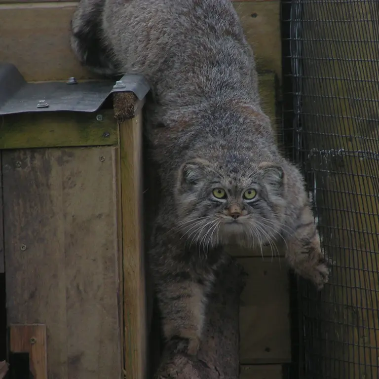 Фотография Алтая в Лэйклэнде Вайлдлайф Оазисе