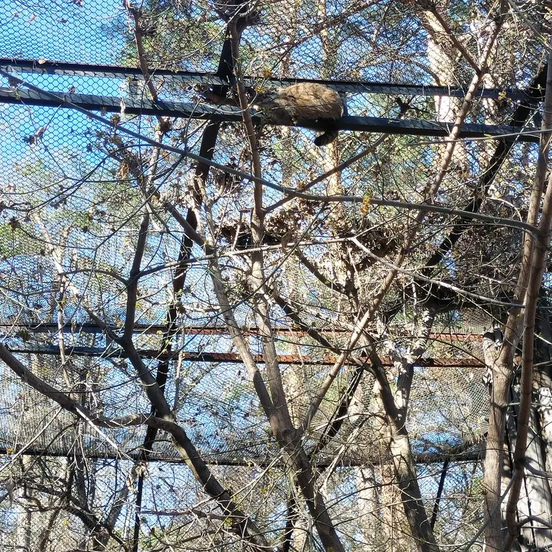 Фотография Зоси в Новосибирском Зоопарке