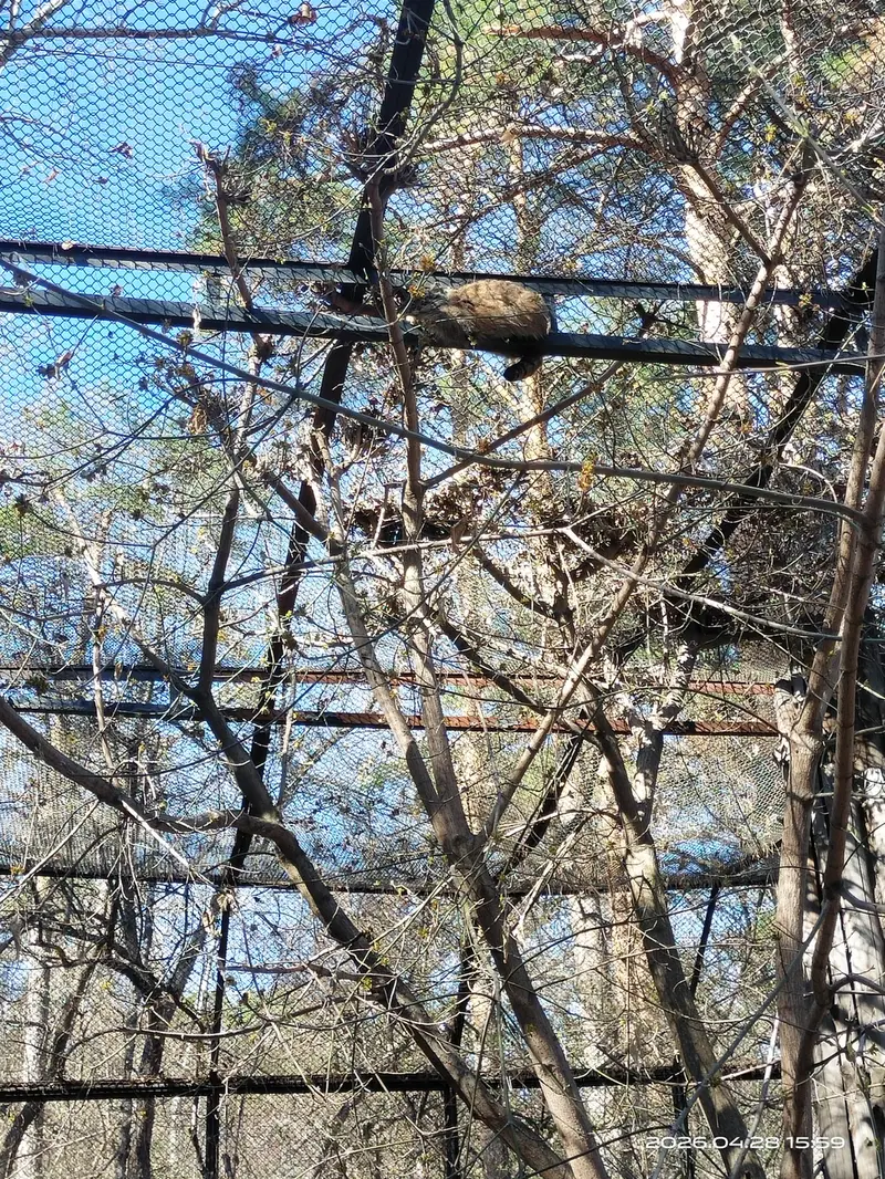 Фотография Зоси в Новосибирском Зоопарке