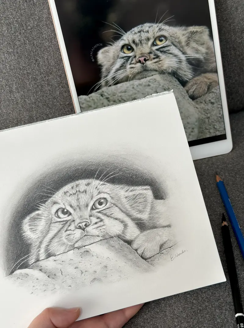 Фотография с манулом