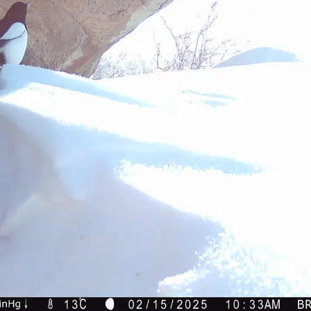 Фотография с манулом с фотоловушки Шубарайгыр