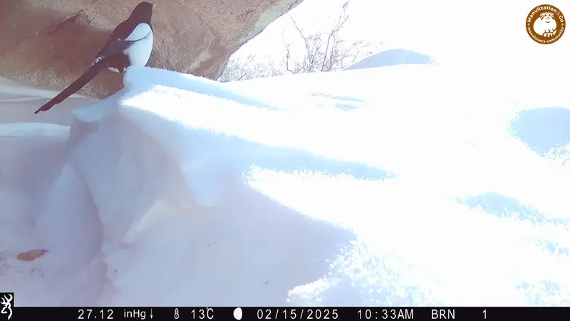 Фотография с манулом с фотоловушки Шубарайгыр