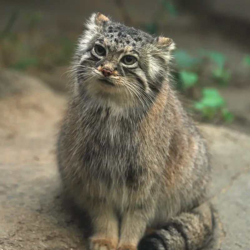 Фотография Аз в Царстве Животных Кобе