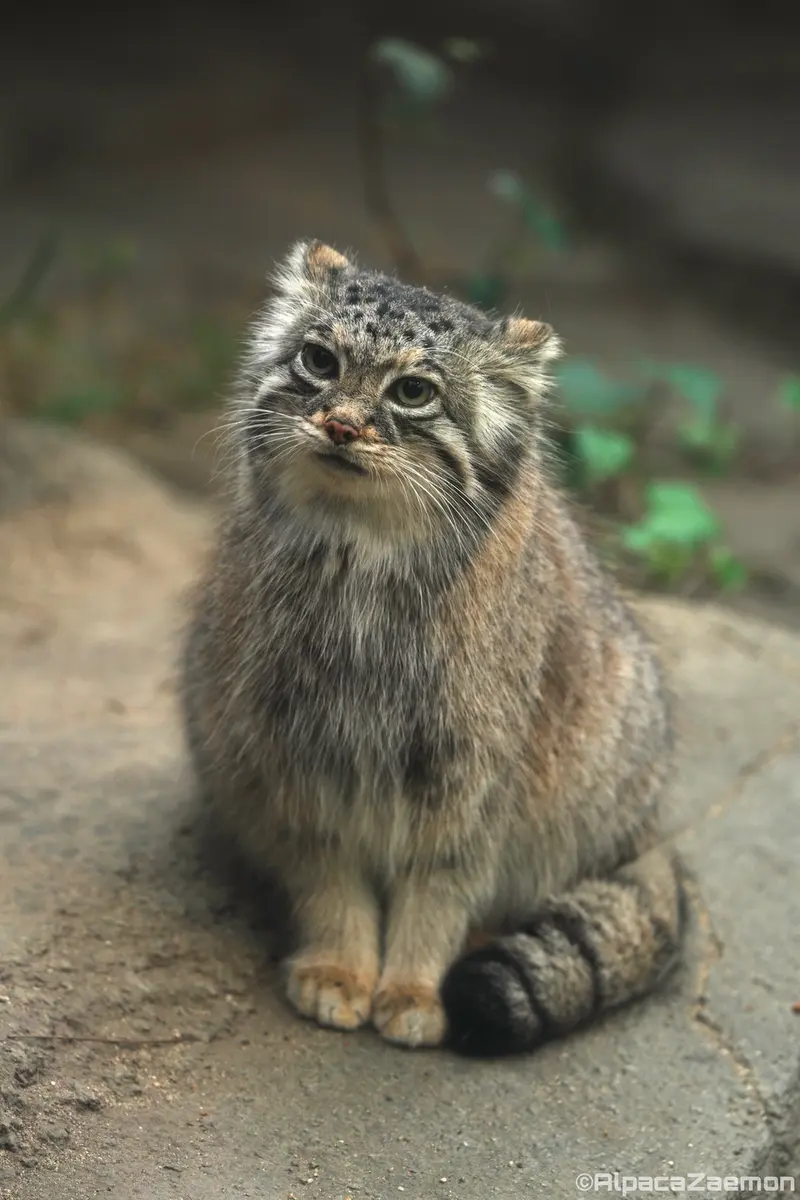 Фотография Аз в Царстве Животных Кобе