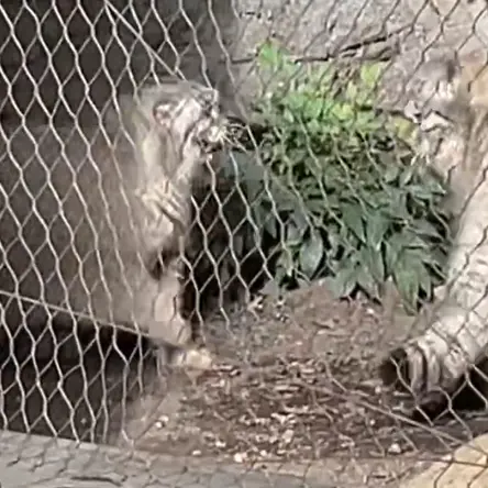 Фотография Бату в Зоопарке Проспект-парка