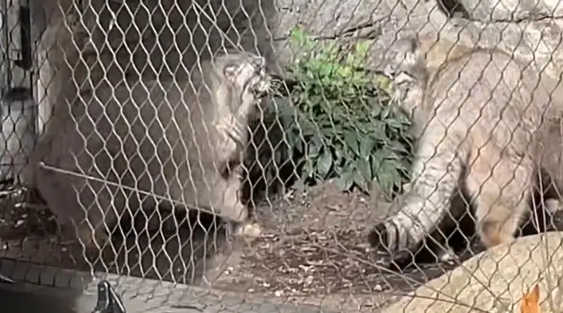 Фотография Сарнай и Бату в Зоопарке Проспект-парка