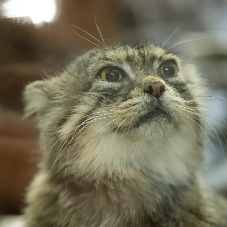 Фотография Примулы в Зоопарке Уено