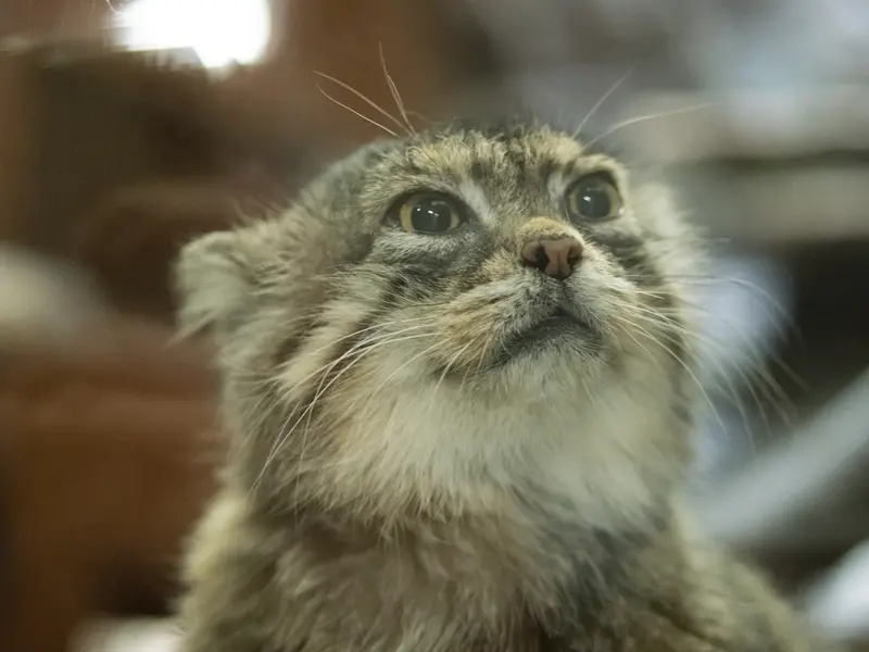 Фотография Примулы в Зоопарке Уено