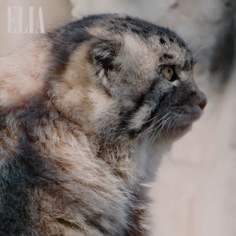 Фотография Олафа в Зоопарке Калгари / Институте Уайлдере