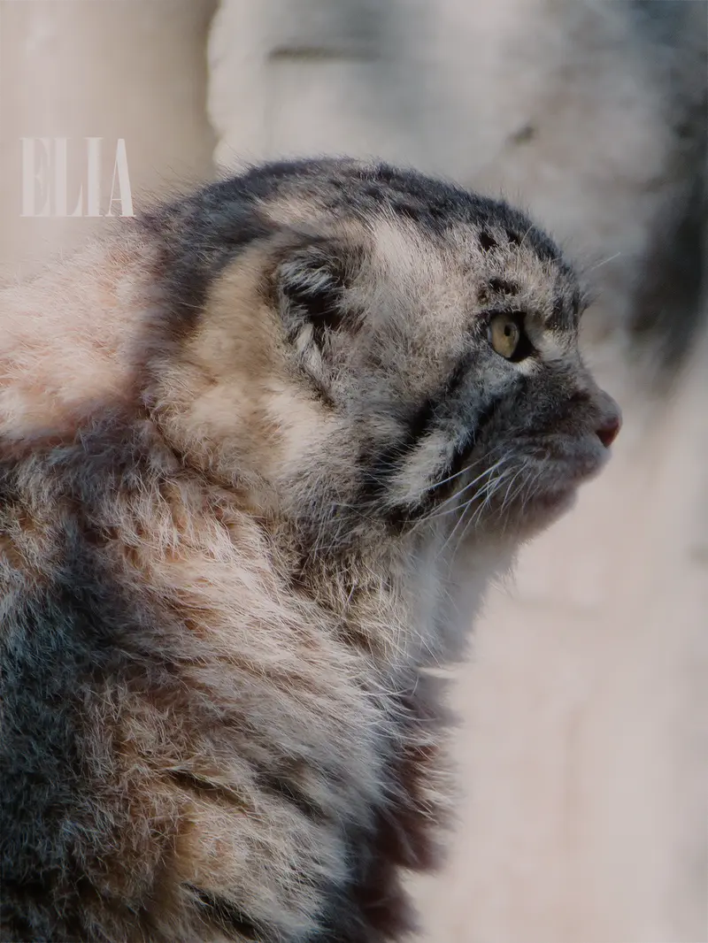 Фотография Олафа в Зоопарке Калгари / Институте Уайлдере