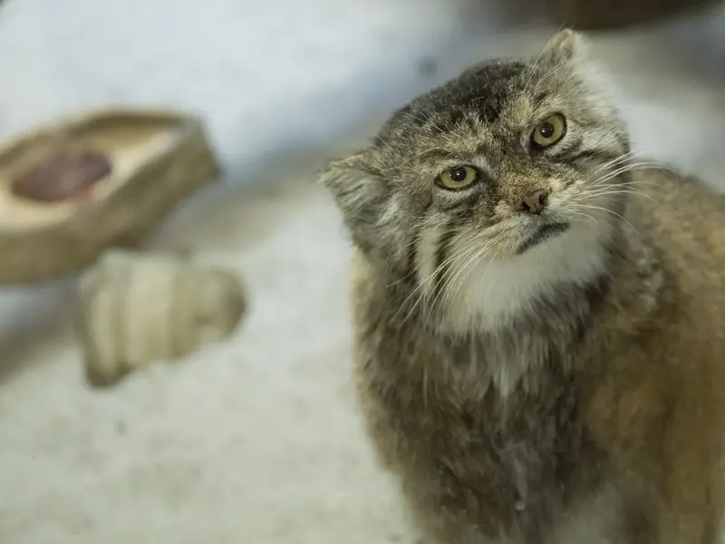 Фотография Примулы в Зоопарке Уено