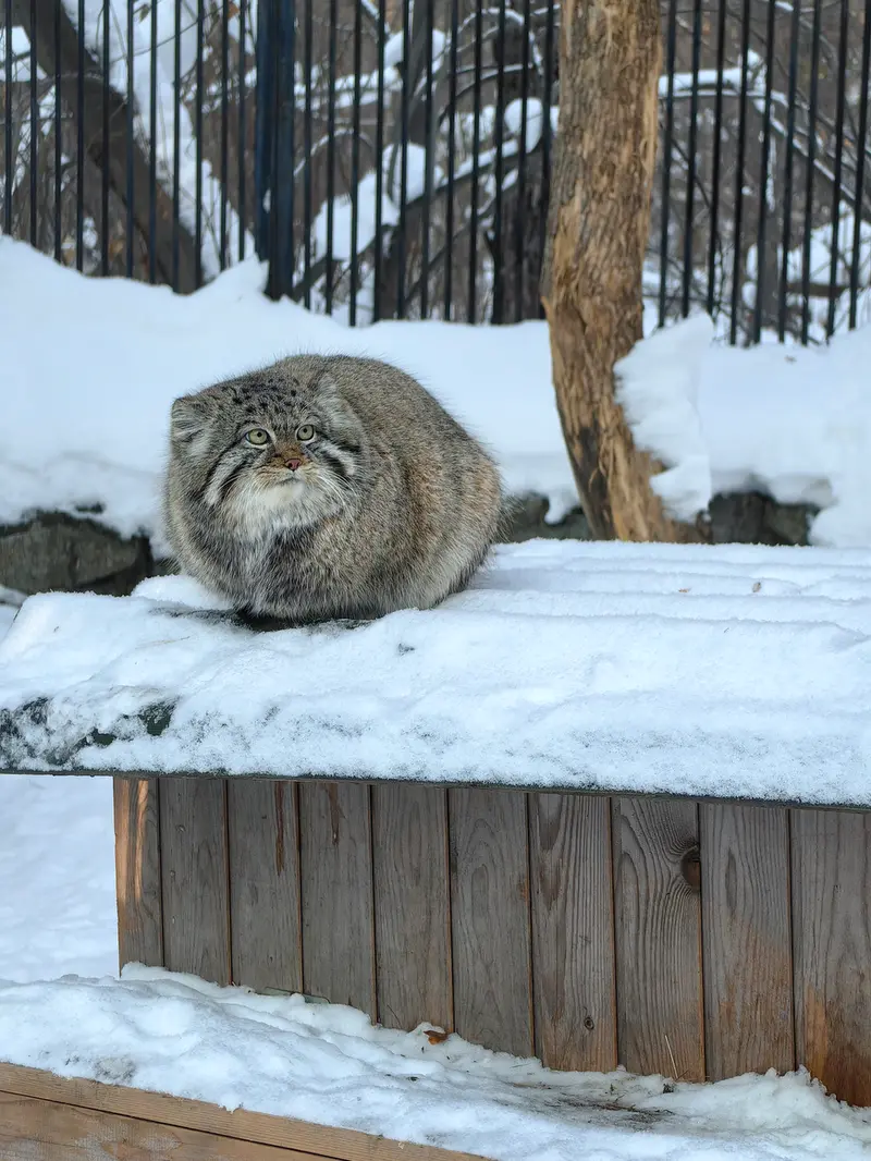 Фотография Евчонока 2023 Г.р. Ⅳ в Новосибирском Зоопарке