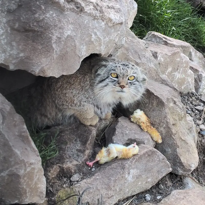 Фотография Бат-Эрдэнэ в Лэйклэнде Вайлдлайф Оазисе