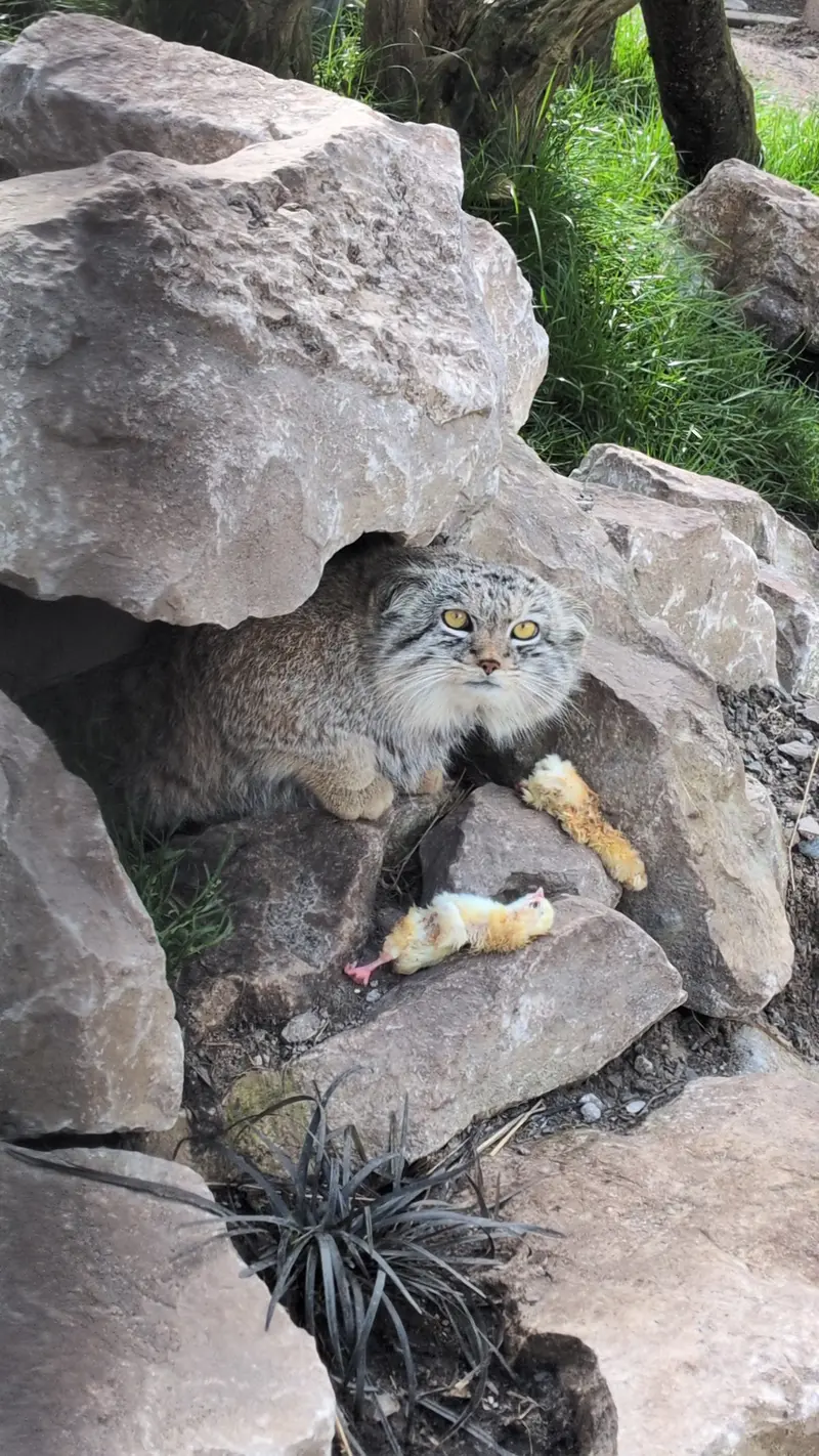 Фотография Бат-Эрдэнэ в Лэйклэнде Вайлдлайф Оазисе