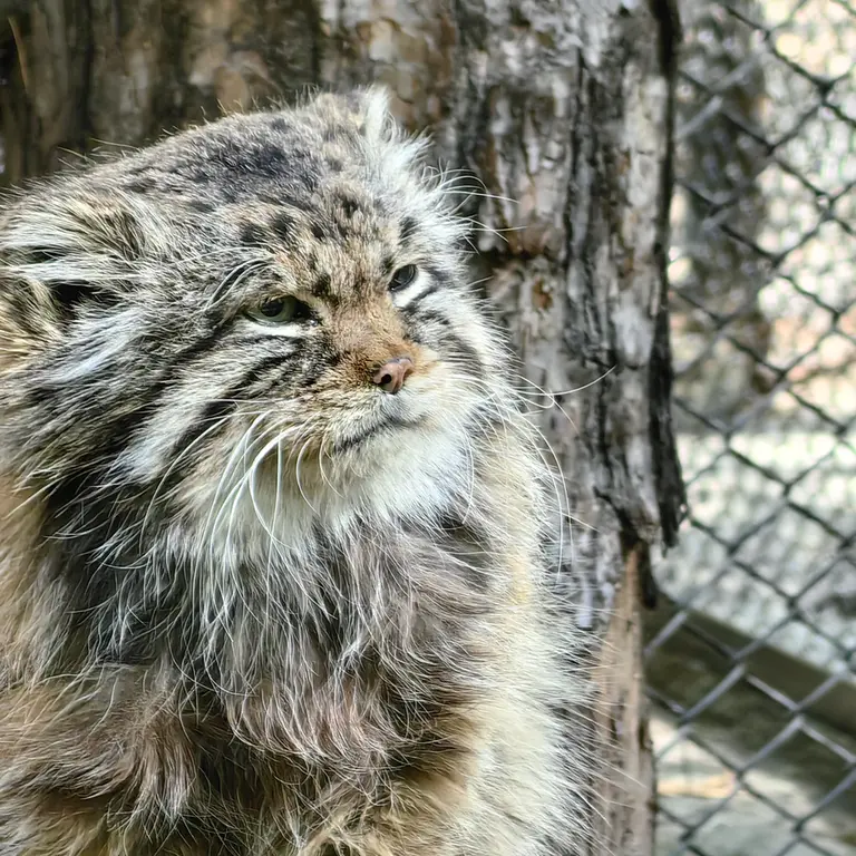 Фотография Зеленогорска в Новосибирском Зоопарке