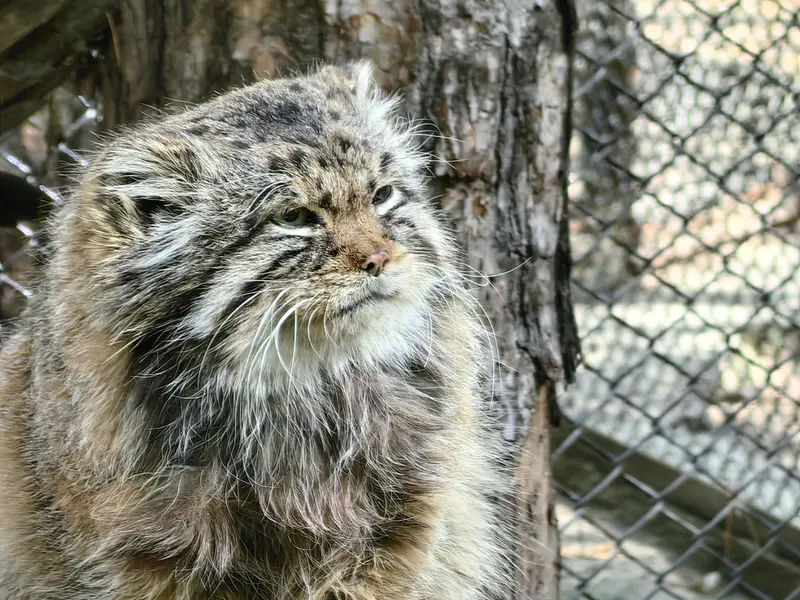 Фотография Зеленогорска в Новосибирском Зоопарке