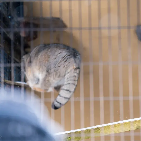 Фотография Груши в Зоопарке Асахияма