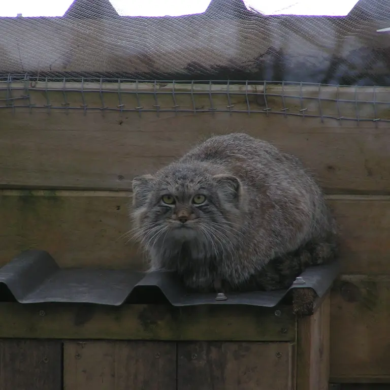Фотография Алтая в Лэйклэнде Вайлдлайф Оазисе
