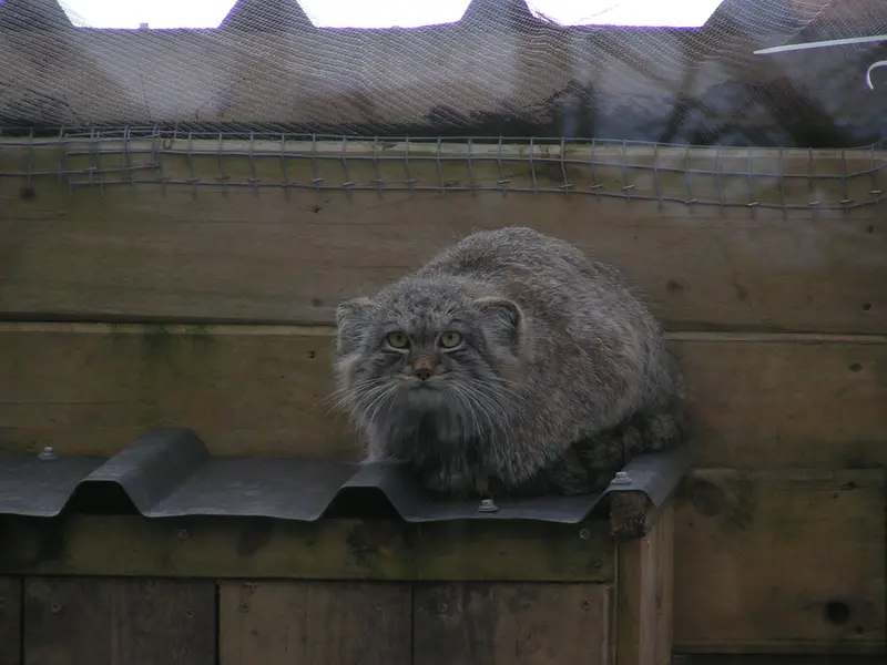 Фотография Алтая в Лэйклэнде Вайлдлайф Оазисе