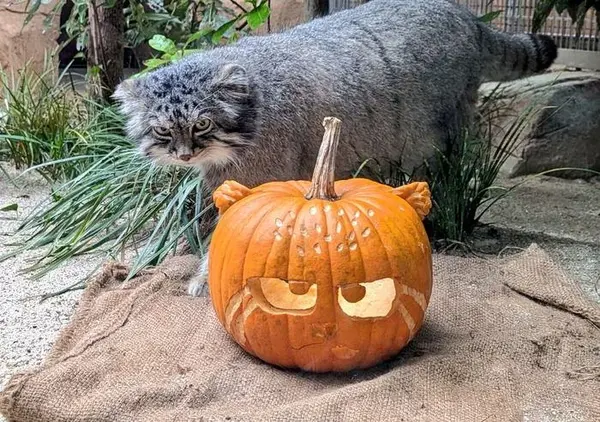 Фотография Ириса