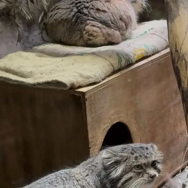 Фотография Примулы и Клёна в Зоопарке Уено