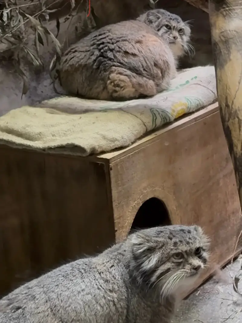 Фотография Примулы и Клёна в Зоопарке Уено