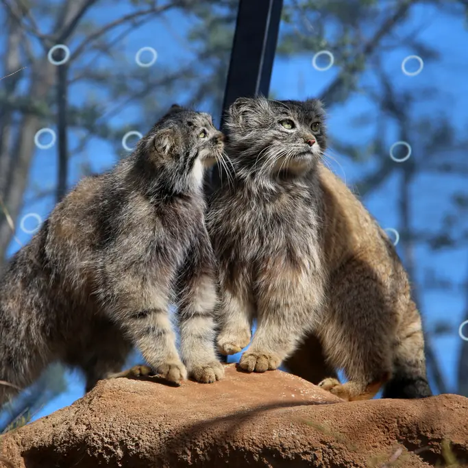Фотография Принцессы и Спая в Пражском Зоопарке