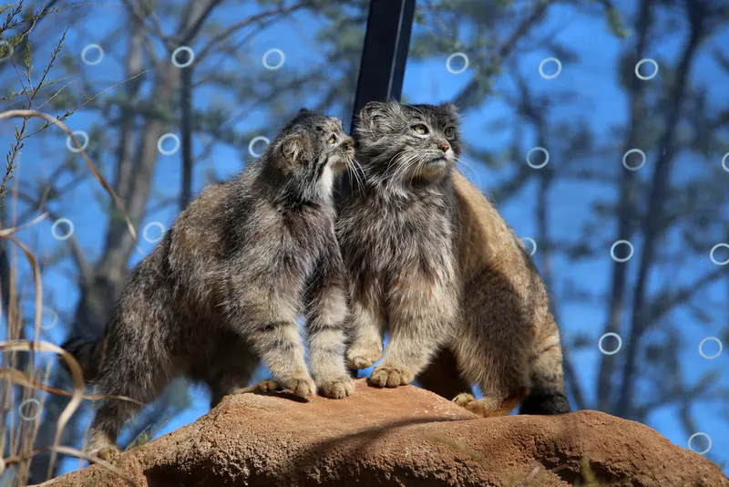 Фотография Принцессы и Спая в Пражском Зоопарке