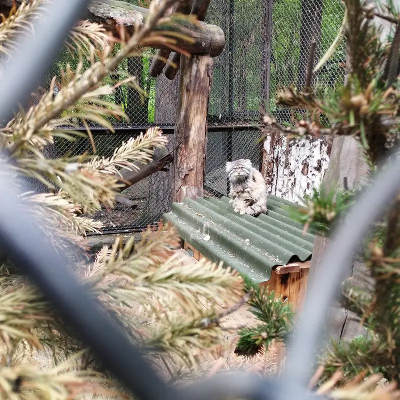 Фотография Зеленогорска в Новосибирском Зоопарке