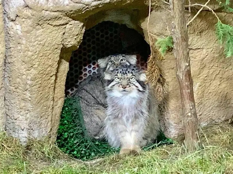 Фотография Бора и Полли в Царстве Животных Насу