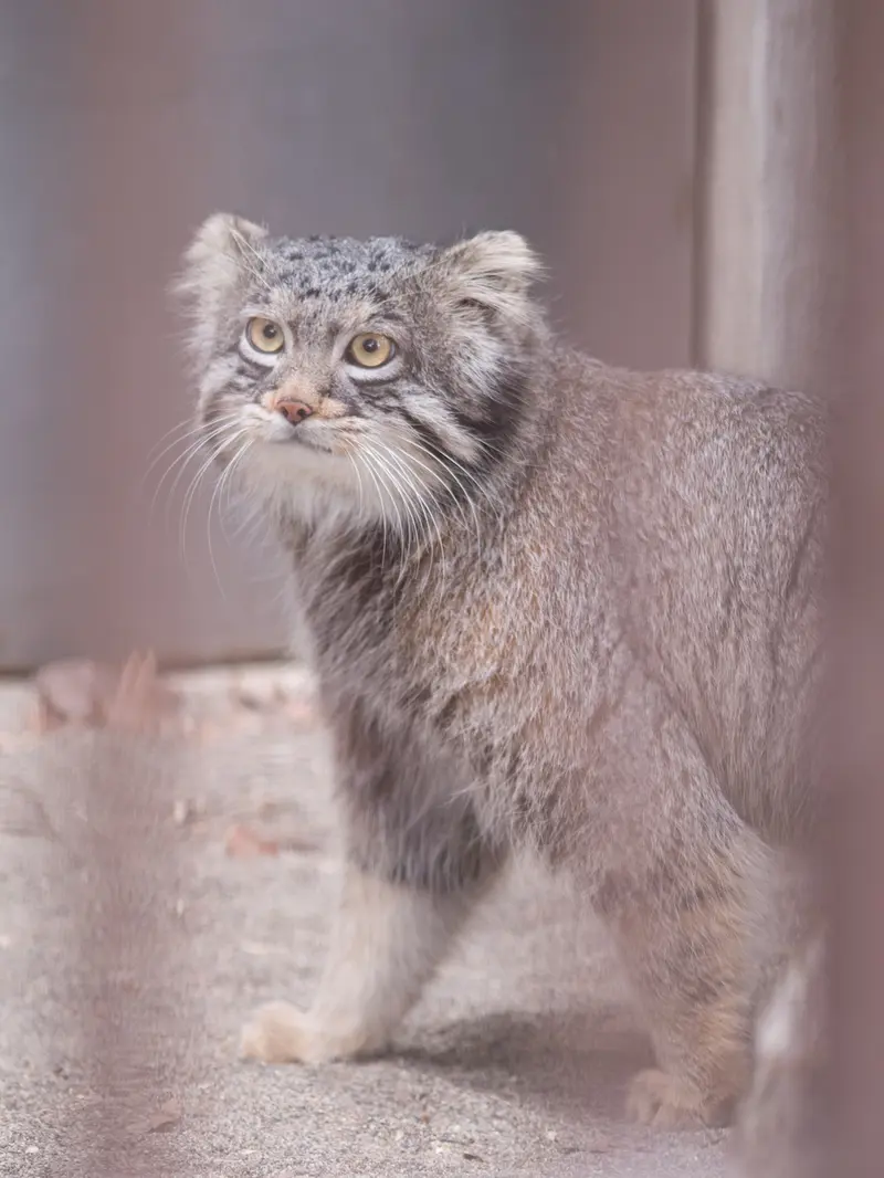 Фотография Фиги в Зоопарке Ногеяме