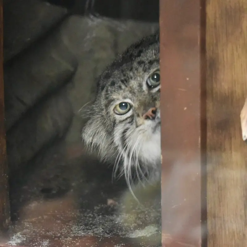 Фотография Клёна в Зоопарке Уено