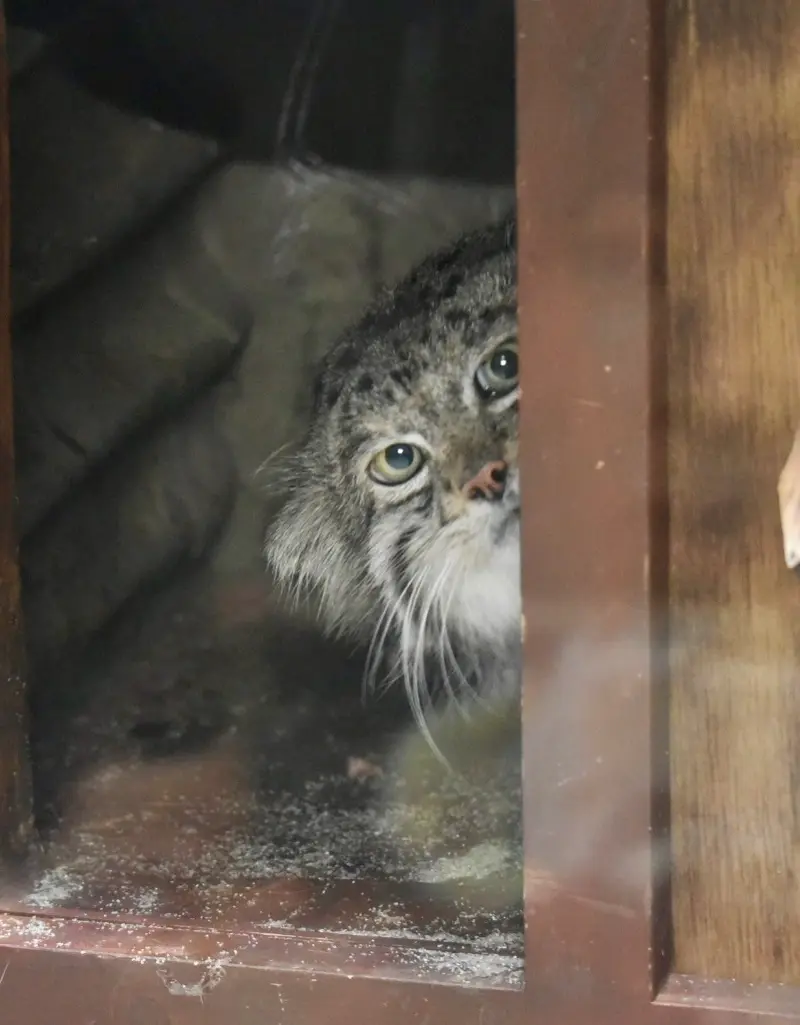 Фотография Клёна в Зоопарке Уено