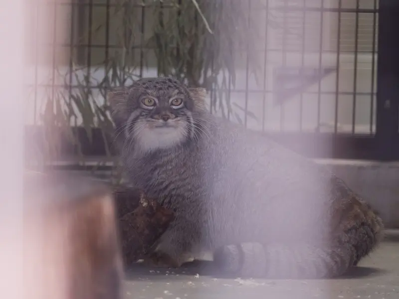 Фотография Фиги в Зоопарке Ногеяме