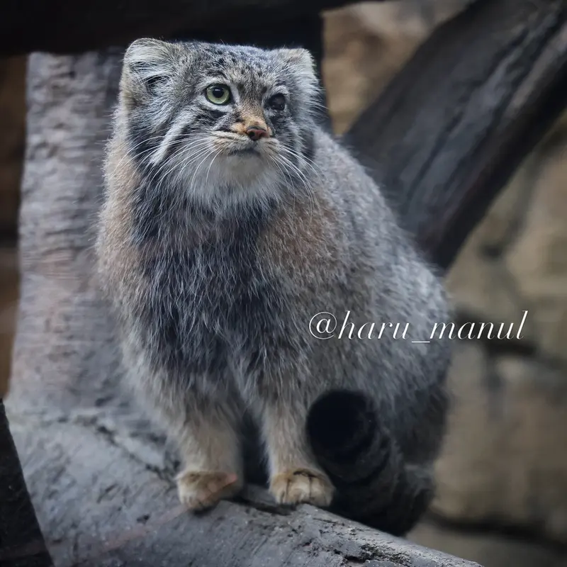 Фотография Абрикос в Царстве Животных Насу
