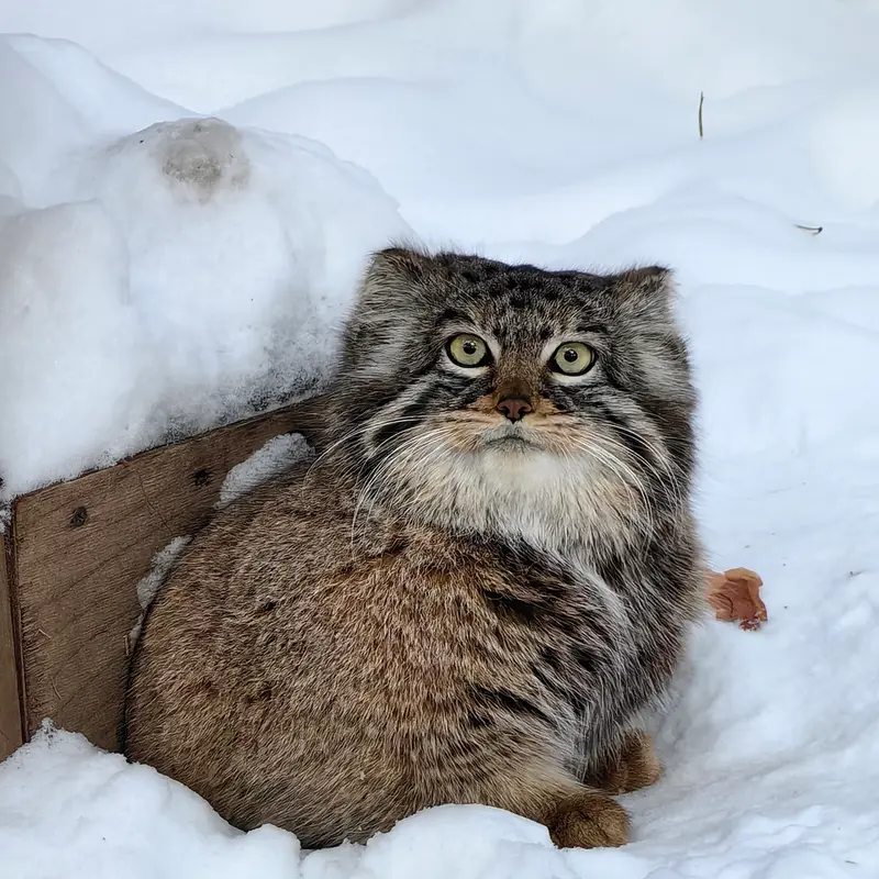 Фотография Евчонки 2023 Г.р. Ⅲ в Новосибирском Зоопарке