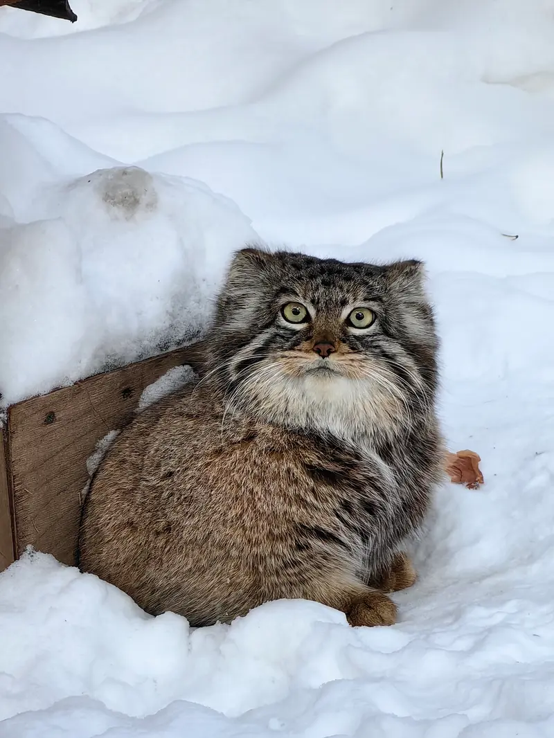 Фотография Евчонки 2023 Г.р. Ⅲ в Новосибирском Зоопарке