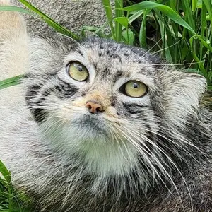 Манул Лаура из Зоопарка Дакоты