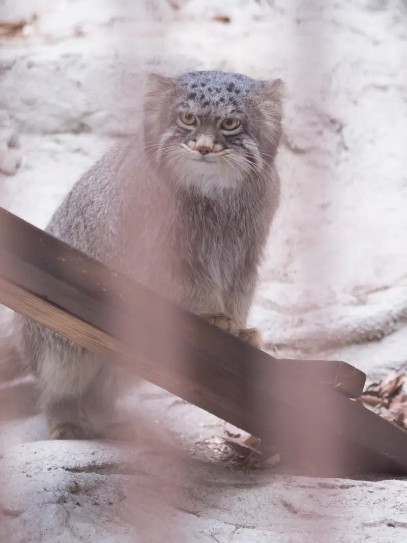 Фотография Фиги в Зоопарке Ногеяме