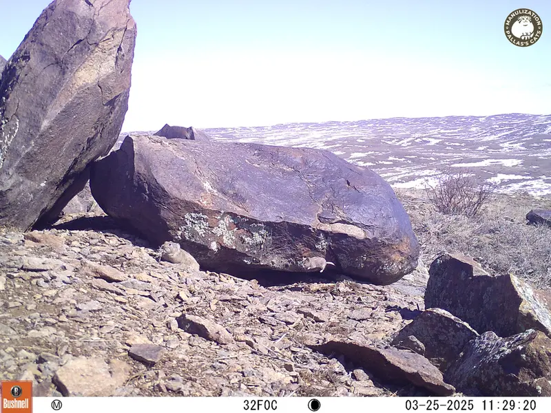 Фотография Плоскочерепнаи Полёвки с фотоловушки Кошкар