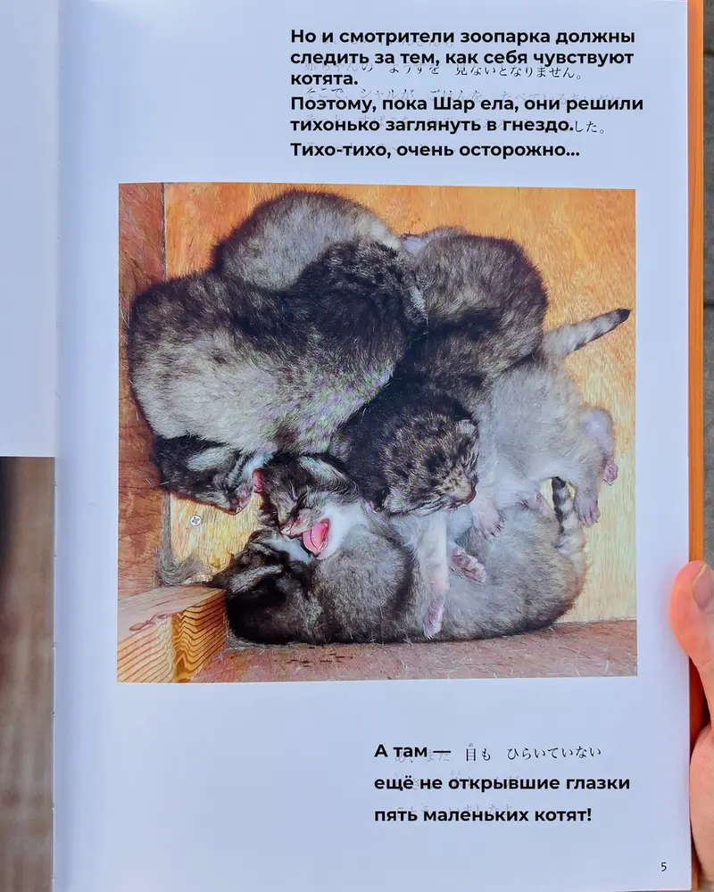 Фотография с манулом